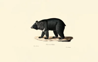 Orso nero asiatico (orso tibetano)