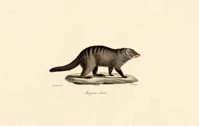 Mangusta a bande