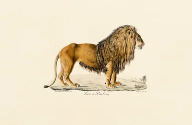 Il Leone di Barberia in profilo
