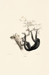 Scimmia urlatrice nera