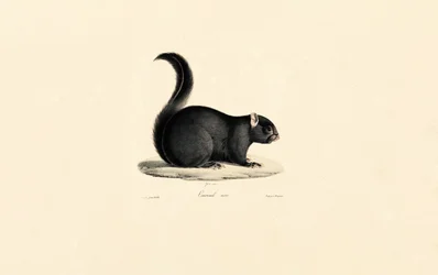 Scoiattolo nero