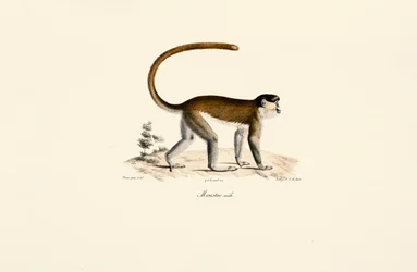 Scimmia blu (Cercopithecus mitis)