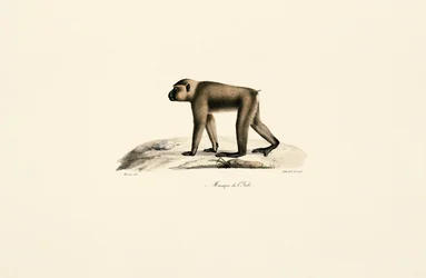 Cappello da macaco