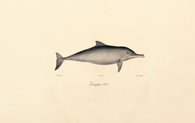 Delfino tursiope (Tursiops truncatus)