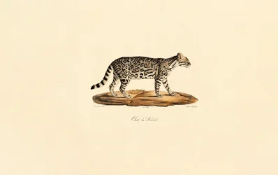 Gatto tigrato brasiliano