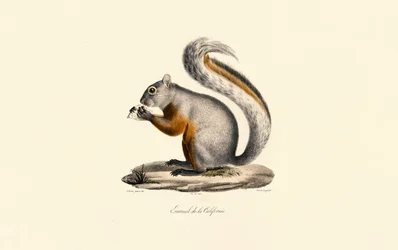 Scoiattolo di terra della California