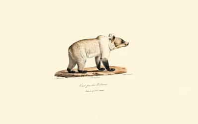 Orso bruno cantabrico (Ursus arctos pyrenaicus)