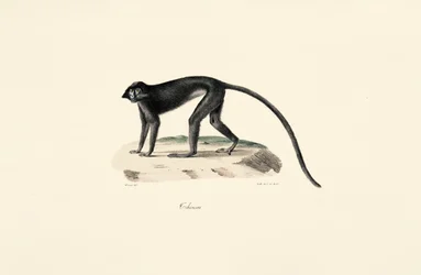 Scimmia Colobus (Colobus guereza)
