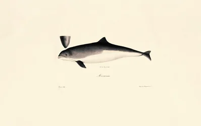 Delfino tursiope comune