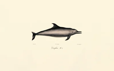 Delfino comune (Delphinus delphis)