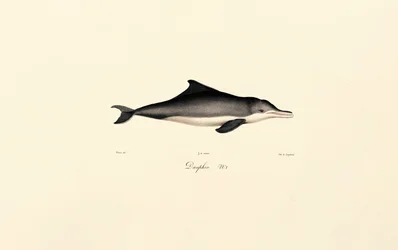 Delfino comune (Delphinus delphis)