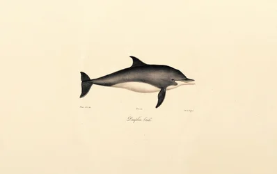 Delfino comune (Delphinus delphis)