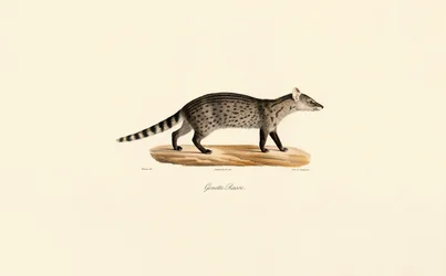 Genetica comune