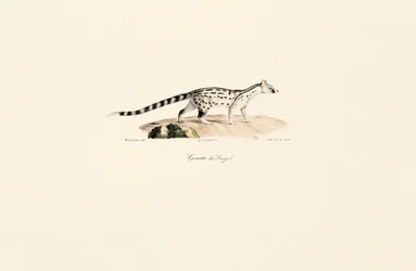 Genetica comune