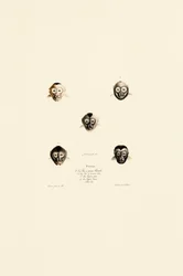 Facce comparate di diverse specie di scimmie