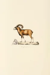 Muflone corso