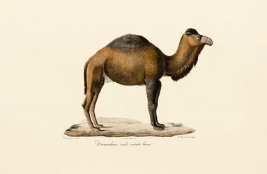 Cammello dromedario, varietà marrone