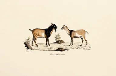 Buck nano e capra nana