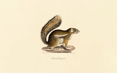 Scoiattolo orientale