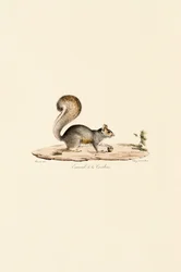 Scoiattolo grigio orientale