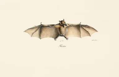 Pipistrello della frutta egiziano
