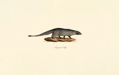 Mangusta egiziana