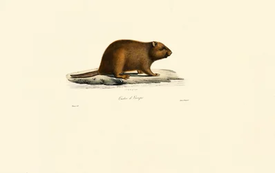 Castoro europeo