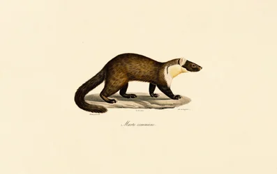 Martora faggiata europea