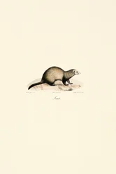 Furetto europeo