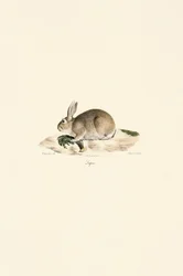 Coniglio europeo (Lapin)