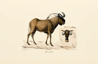 Femmina di gnu blu