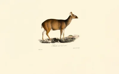 Femmina di Muntjac indiano (cervo)