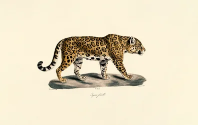 Giaguaro femmina