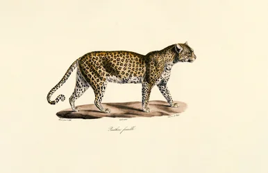 Femmina di leopardo