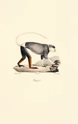 Scimmia Patas femmina