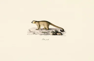 Mangusta dalla coda ad anelli femmina