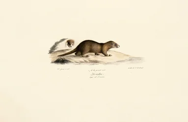 Furetto e faina
