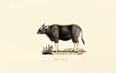 Gaur femmina