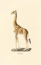 Giraffa (femmina)