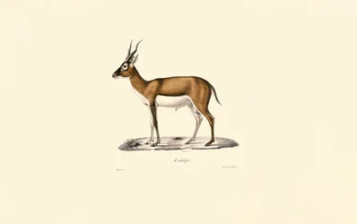 Gazzella gozzovigliante