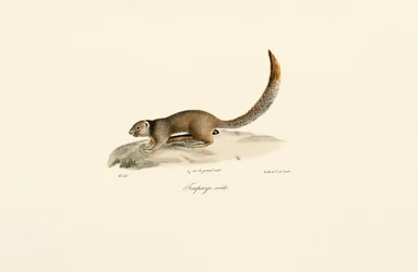 Scoiattolo di terra dalla coda dorata (maschio)