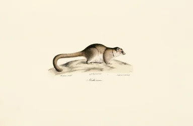 Lemure topo grigio