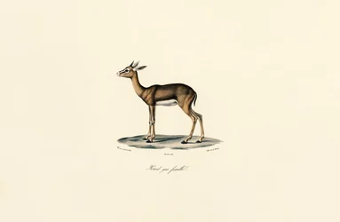 Cannaiola grigia (femmina)