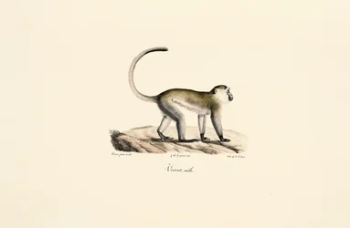Scimmia verde (Chlorocebus sabaeus)