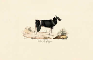 Cane della Groenlandia