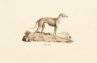 Levriero