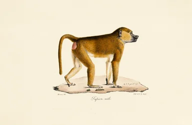 Babbuino di Guinea (maschio)