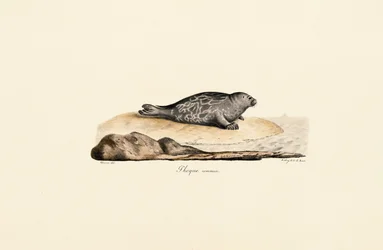 Foca di porto