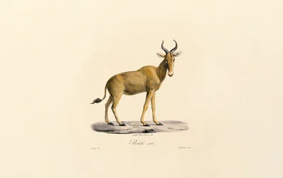 Barbagianni