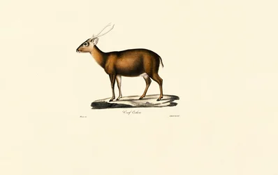 Muntjac indiano (Cerf Cochon)